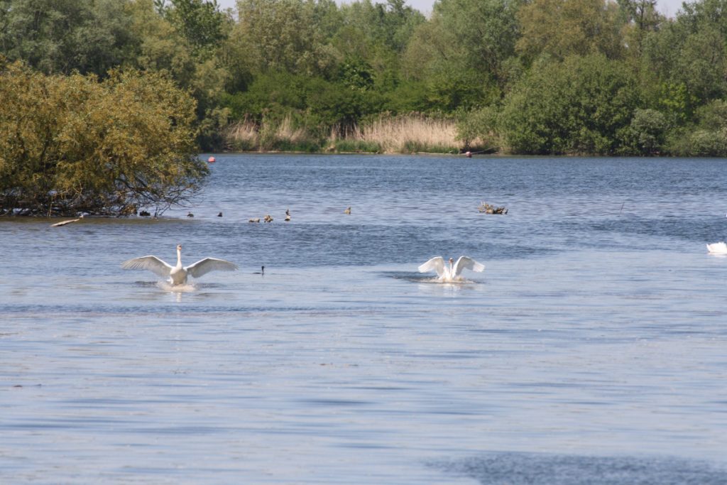 Schwan im Taubergießen